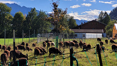 Schaf-Zaun Schaf-Zaun