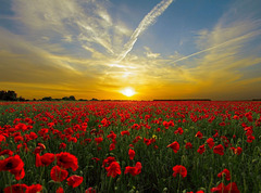 Lest we Forget Lest we Forget