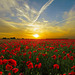 Lest we Forget