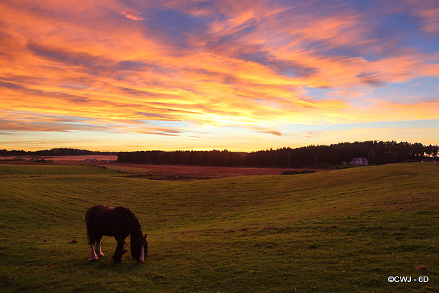 Grazing as darkness approaches.