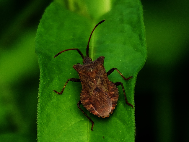 Dock Bug (Coreus marginatus) DSB 0727