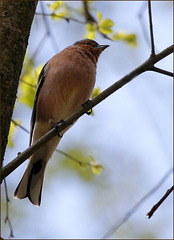 Pinson des arbres