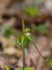Isotria verticillata (Large Whorled Pogonia orchid)