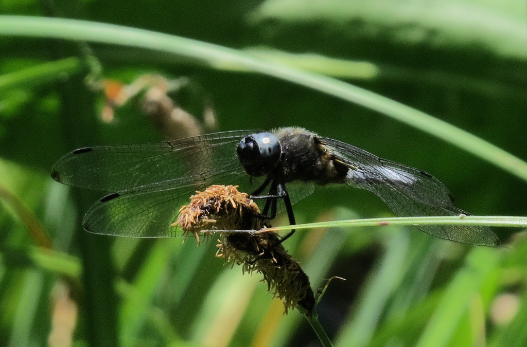 Spitzenfleck 2 (Libellula fulva)