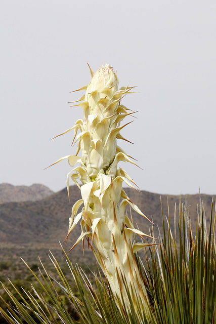 Mojave Yucca