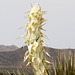 Mojave Yucca