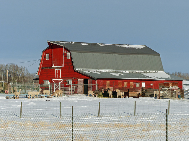 Old barn with Alpacas