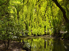 Weeping Willow Curtain, Peasholm Park - Scarborough