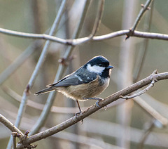Coal tit5