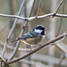 Coal tit5