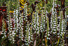 Spiranthes odorata (Fragrant Ladies'-tresses orchid) 'Chadds Ford'