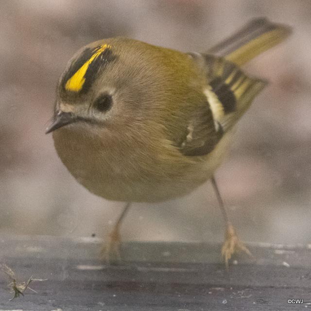 Britain's smallest bird, the Goldcrest.