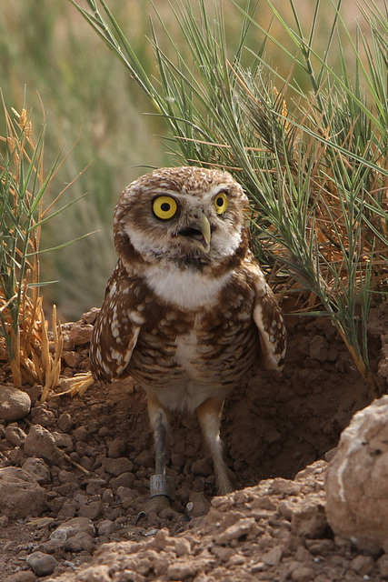 Burrowing Owl