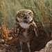 Burrowing Owl