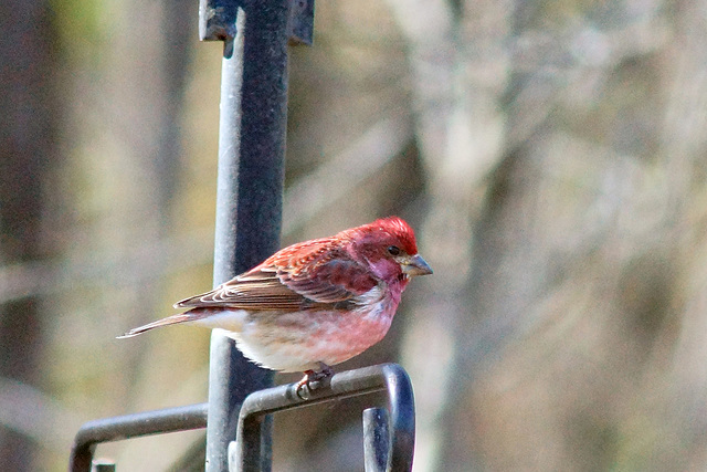 Purple Finch (Male)