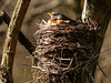 That's quite the nest, at Pt Pelee, Ontario