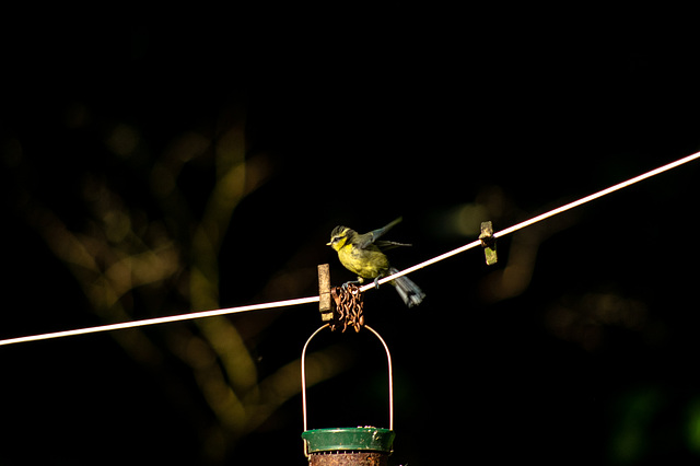 young Blue Tit