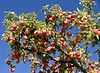 Apfelbaum