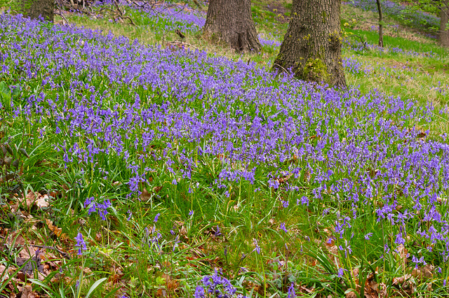 Bluebells