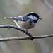 Coal tit6