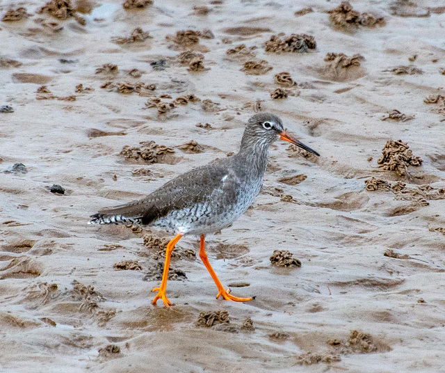 Red shank4