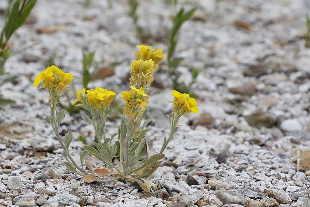 Fendler's Bladderpod