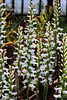 Spiranthes odorata (Fragrant Ladies'-tresses orchid) 'Chadds Ford'