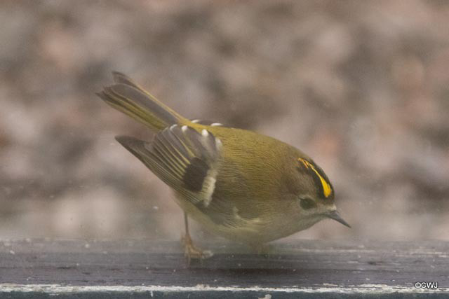 Britain's smallest bird, the Goldcrest.