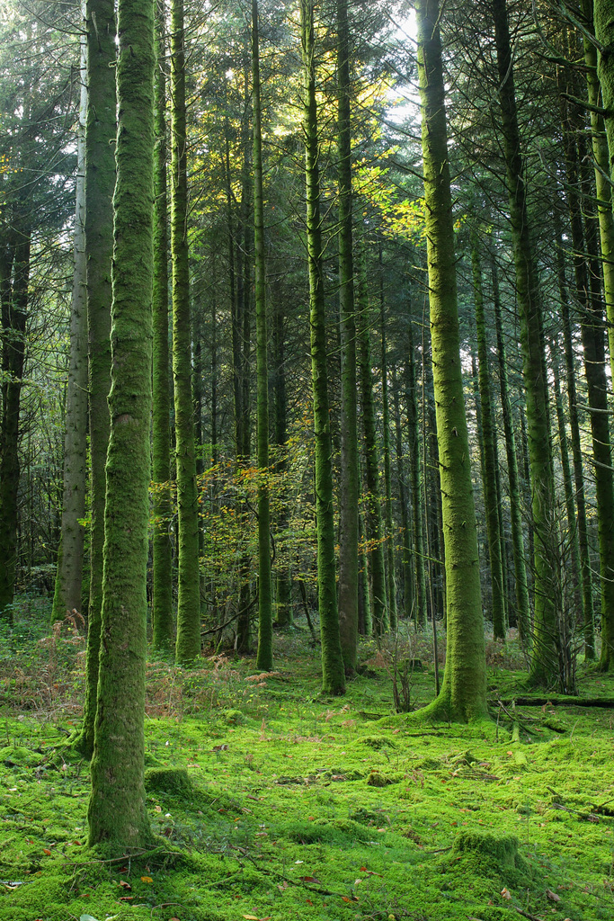 Forêt bretonne