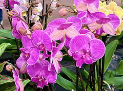 Orchidee