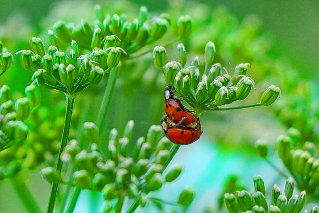 Kuscheln unter Gierschblüten - Cuddling under goutweed flowers