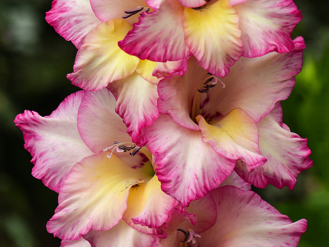 Pink crinkles