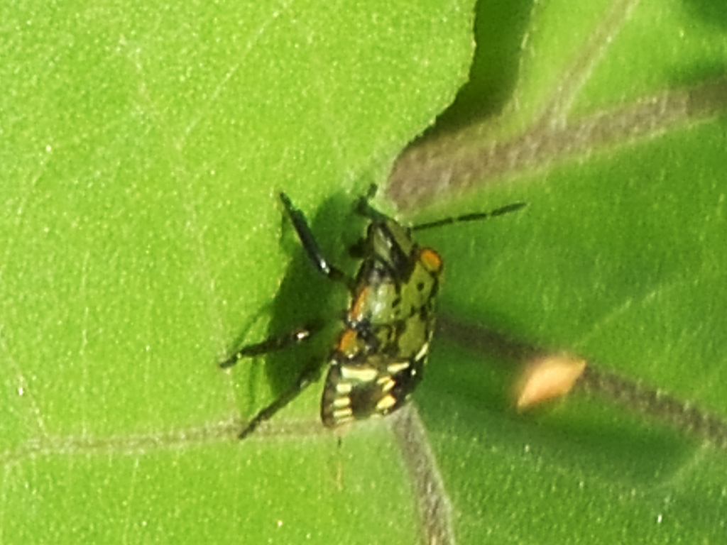 Southern Green Shieldbug (Nezara viridula) DSB 0710