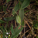 Epidendrum magnoliae (Green-fly orchid) seed capsule