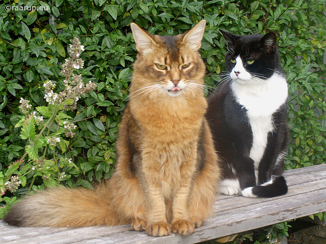 Rags and Snow White on the bench, 2