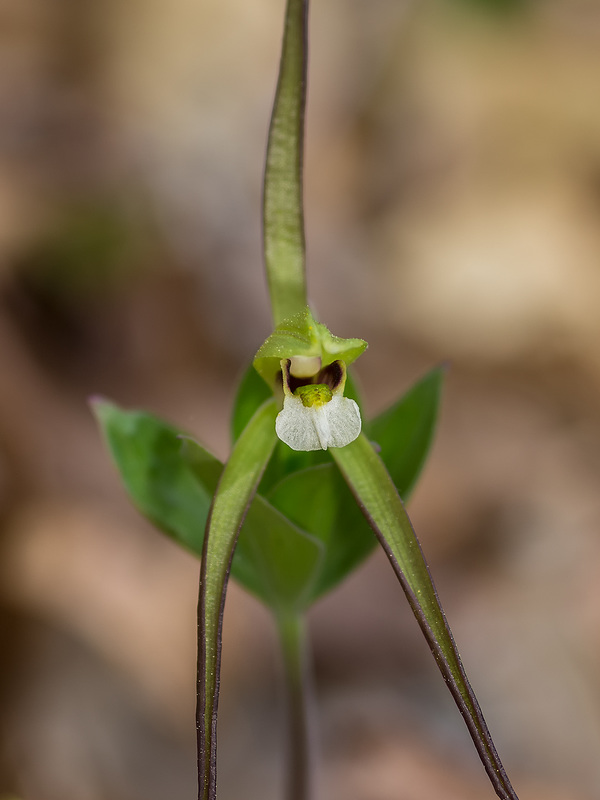 Isotria verticillata (Large Whorled Pogonia orchid)