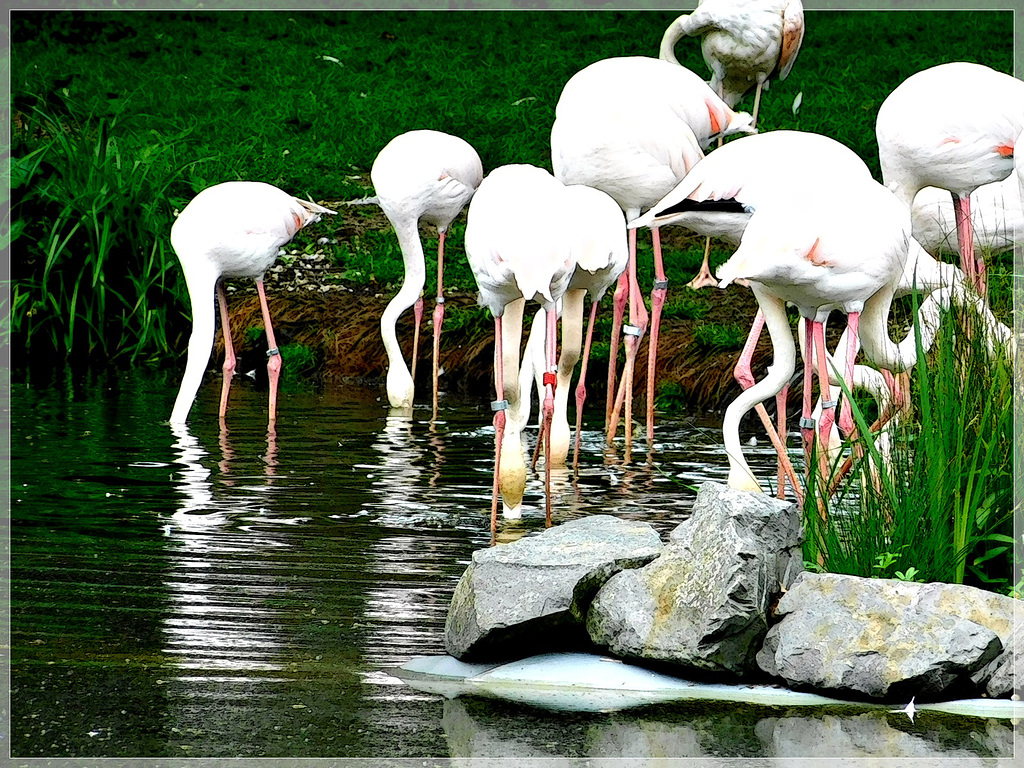 Les flamants roses