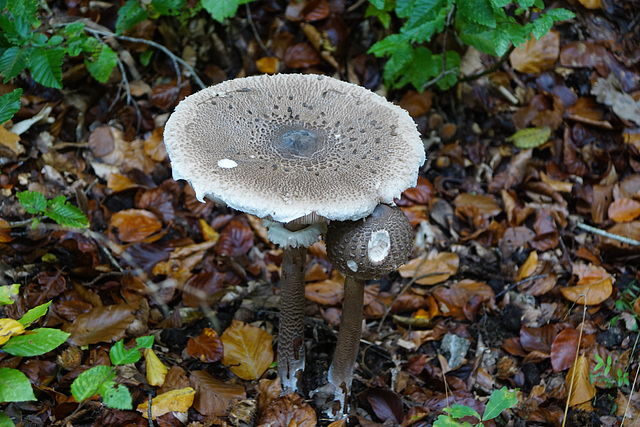 Parasole  (Macrolepiota procera)