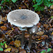 Parasole  (Macrolepiota procera)