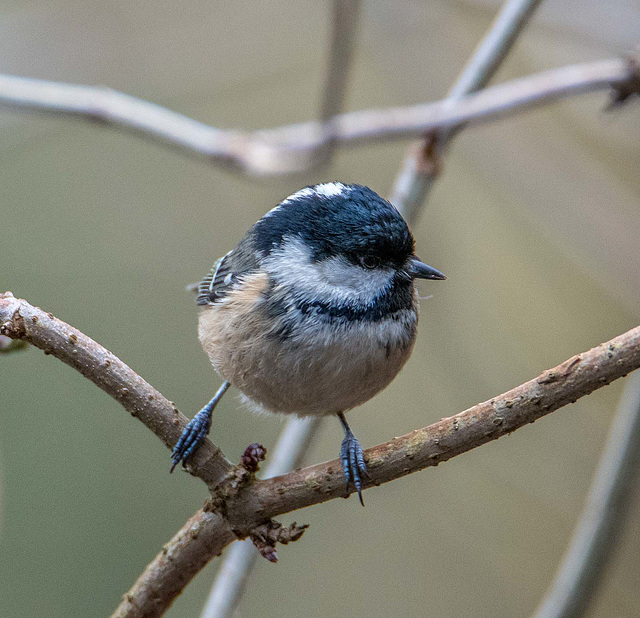 Coal tit7