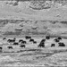 Yaks du Ladakh