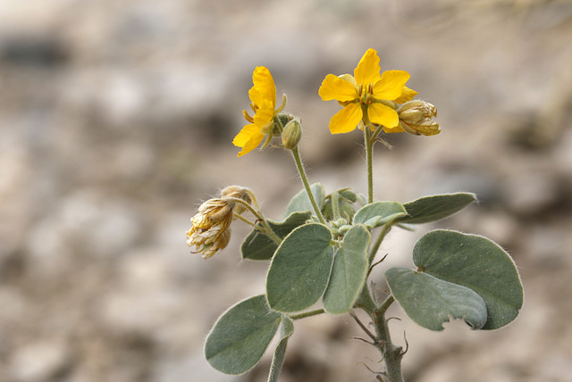 Durango Wild Sensitive Plant