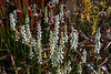 Spiranthes odorata (Fragrant Ladies'-tresses orchid) 'Chadds Ford'