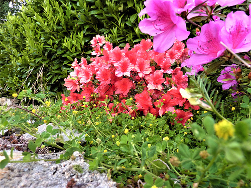 Rododendros e petunias