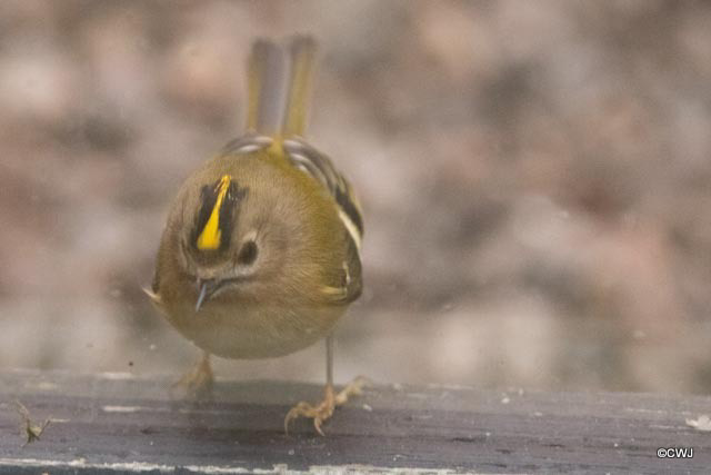 Britain's smallest bird, the Goldcrest.