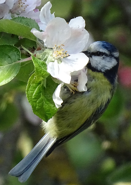 Blue tit