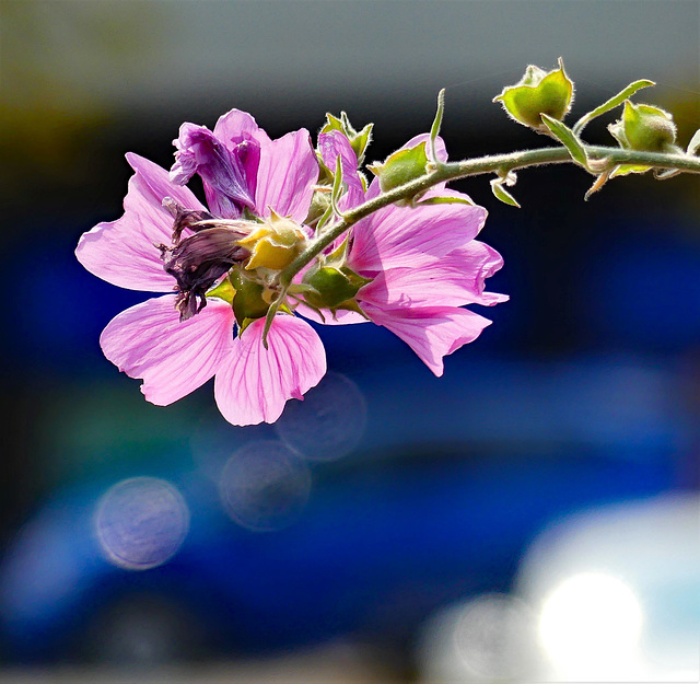 Flower Portrait