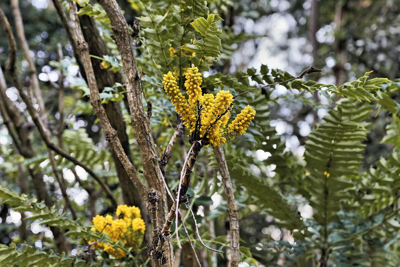 In the Tree Fern Dell – Golden Gate Park, San Francisco, California