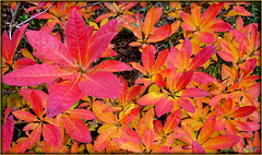 "Flammende Herbstfarben"