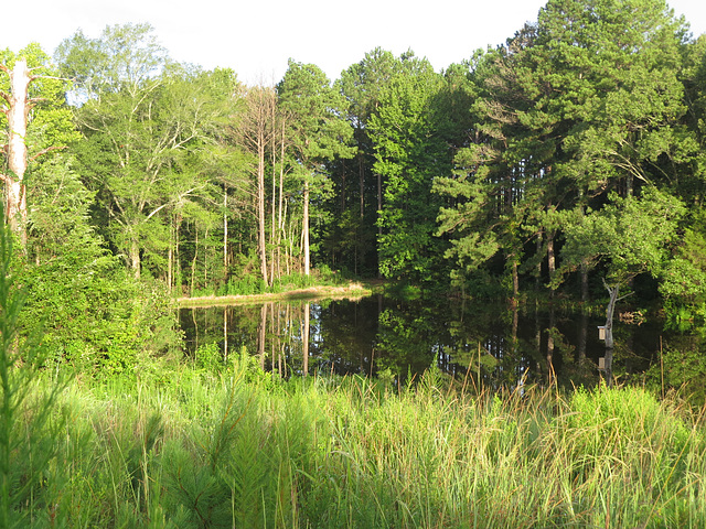 Early morning on the pond